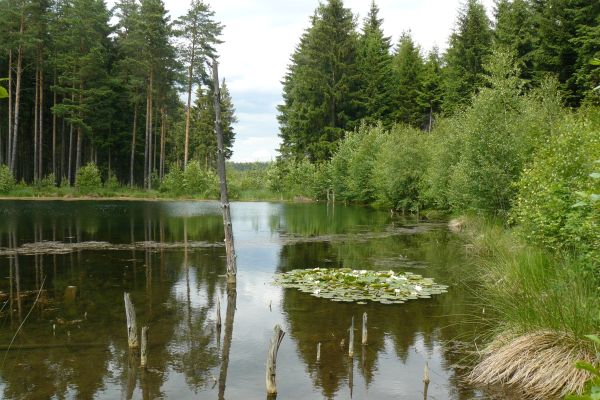 Der Schwarze Teich in der Dippoldiswalder Heide